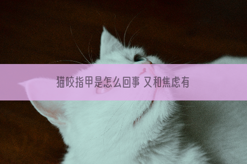 猫咬指甲是怎么回事 又和焦虑有关？