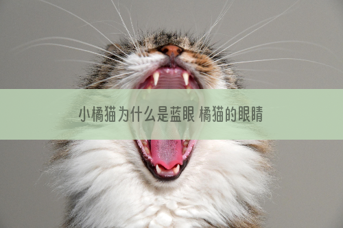 小橘猫为什么是蓝眼 橘猫的眼睛颜色正常有哪些？