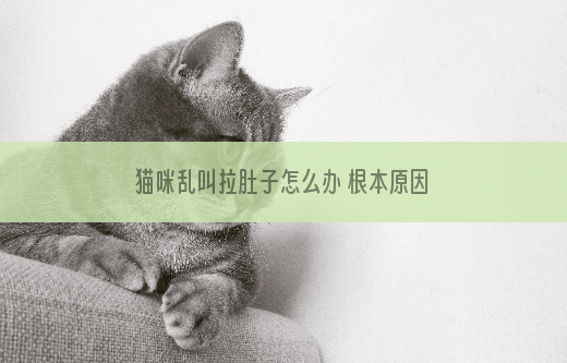 猫咪乱叫拉肚子怎么办 根本原因是什么？