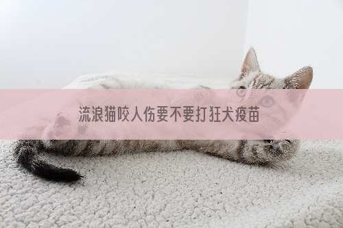 流浪猫咬人伤要不要打狂犬疫苗 及时打针很重要！