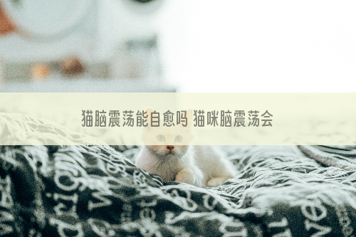 猫脑震荡能自愈吗 猫咪脑震荡会出现什么异常