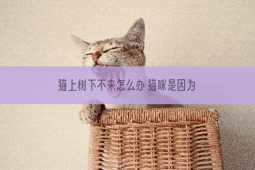 猫上树下不来怎么办 猫咪是因为害怕而不敢下来吗