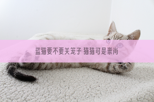 蓝猫要不要关笼子 猫猫可是崇尚自由的动物哦！