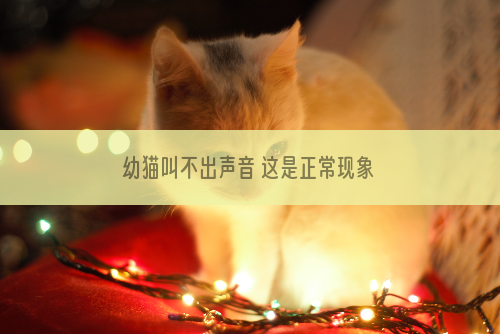 幼猫叫不出声音 这是正常现象