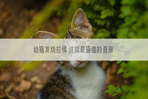 幼猫发烧拉稀 这就是猫瘟的直接表现！