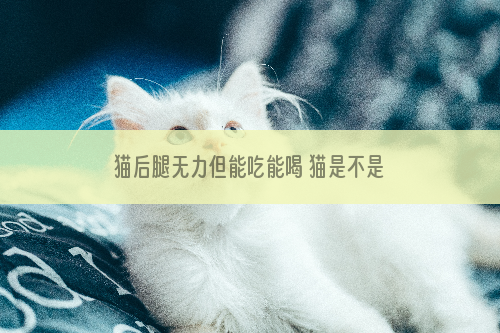 猫后腿无力但能吃能喝 猫是不是受伤了？