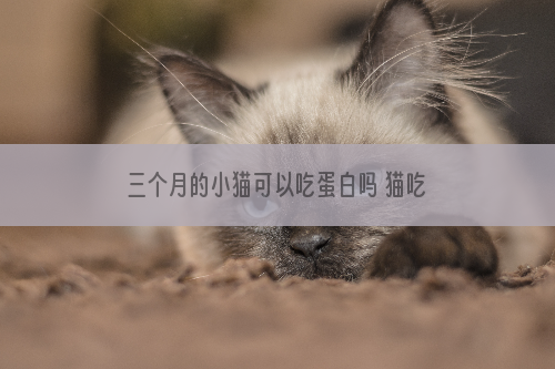 三个月的小猫可以吃蛋白吗 猫吃一个鸡蛋相当于人...