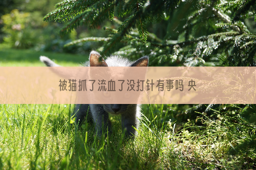被猫抓了流血了没打针有事吗 央视官方科普
