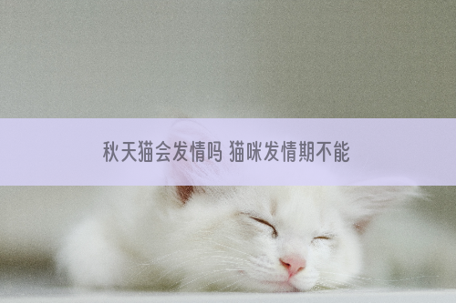 秋天猫会发情吗 猫咪发情期不能绝育