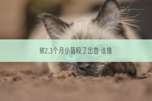 被2.3个月小猫咬了出血 谁撸猫还能不带点伤?