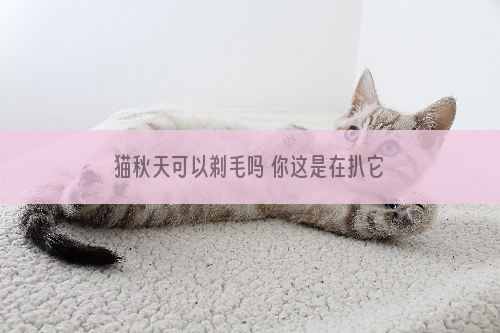 猫秋天可以剃毛吗 你这是在扒它的衣服！