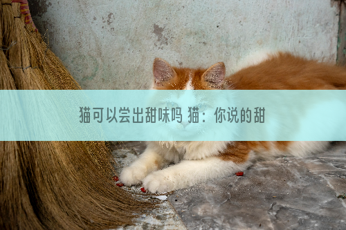 猫可以尝出甜味吗 猫：你说的甜是什么甜?