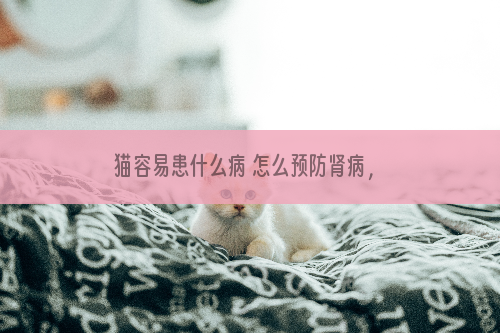 猫容易患什么病 怎么预防肾病，最好每年带猫咪做一次体检