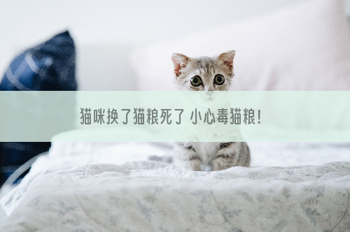 猫咪换了猫粮死了 小心毒猫粮！