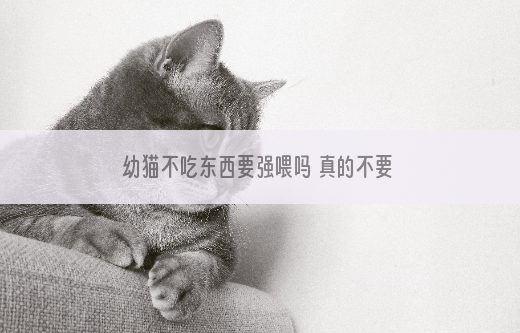 幼猫不吃东西要强喂吗 真的不要强行喂食好吗？