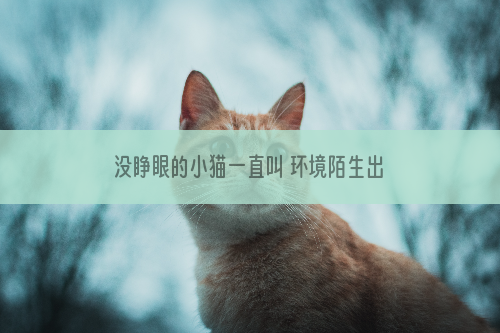 没睁眼的小猫一直叫 环境陌生出现的应激反应很明显！