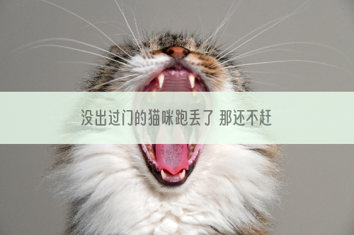 没出过门的猫咪跑丢了 那还不赶紧找回来吗？