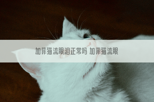 加菲猫流眼泪正常吗 加菲猫流眼泪是品种原因吗