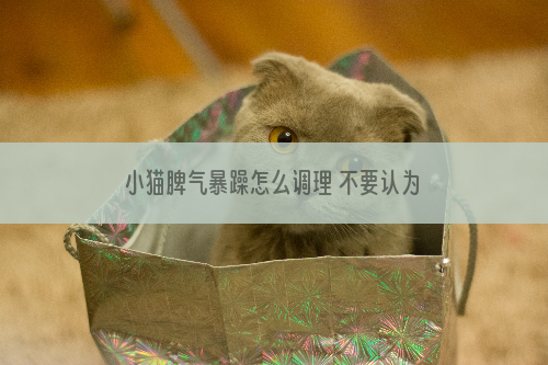 小猫脾气暴躁怎么调理 不要认为脾气不好就要打哦！