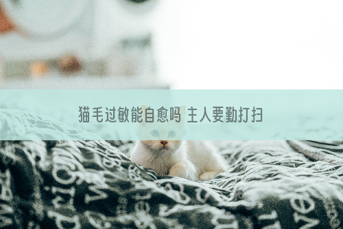 猫毛过敏能自愈吗 主人要勤打扫卫生哦