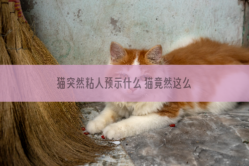 猫突然粘人预示什么 猫竟然这么有灵性!