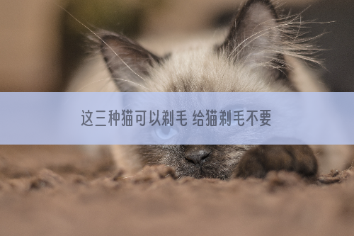 这三种猫可以剃毛 给猫剃毛不要剃得太短