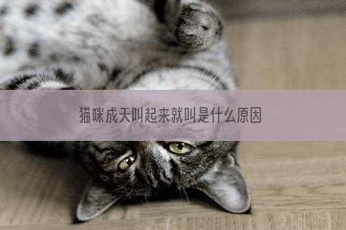 猫咪成天叫起来就叫是什么原因 猫不停叫的三个原因