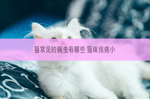 猫常见的螨虫有哪些 猫咪疾病小知识
