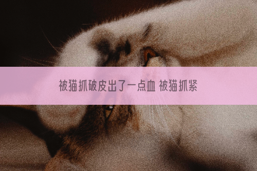 被猫抓破皮出了一点血 被猫抓紧急处理方法