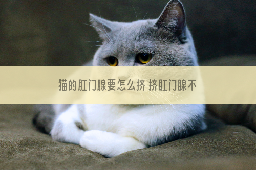 猫的肛门腺要怎么挤 挤肛门腺不要用力过度哦