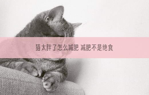猫太胖了怎么减肥 减肥不是绝食