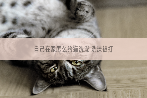 自己在家怎么给猫洗澡 洗澡被打可能是姿势不对