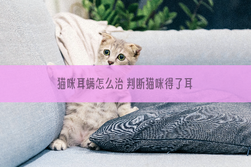 猫咪耳螨怎么治 判断猫咪得了耳螨的方法