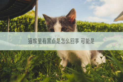 猫嘴里有黑点是怎么回事 可能是这几个原因