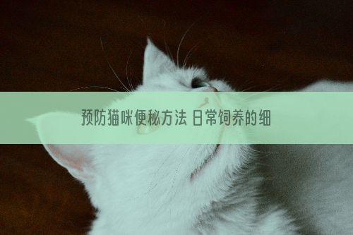 预防猫咪便秘方法 日常饲养的细节非常重要