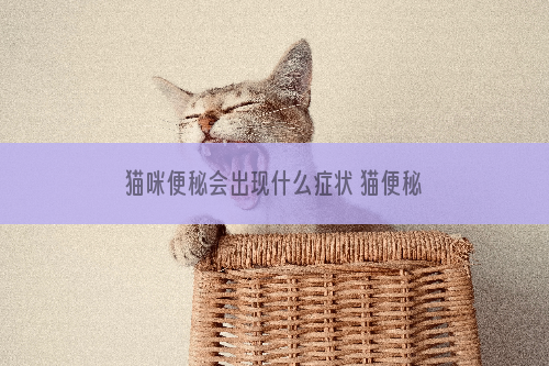 猫咪便秘会出现什么症状 猫便秘容易分辨出来吗