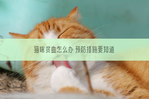 猫咪贫血怎么办 预防措施要知道