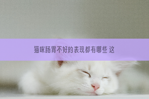 猫咪肠胃不好的表现都有哪些 这些症状主人要注意
