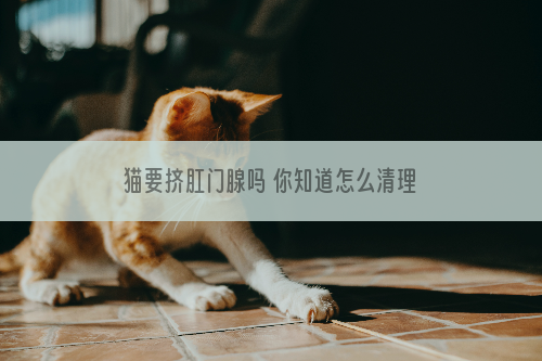 猫要挤肛门腺吗 你知道怎么清理肛门腺吗？