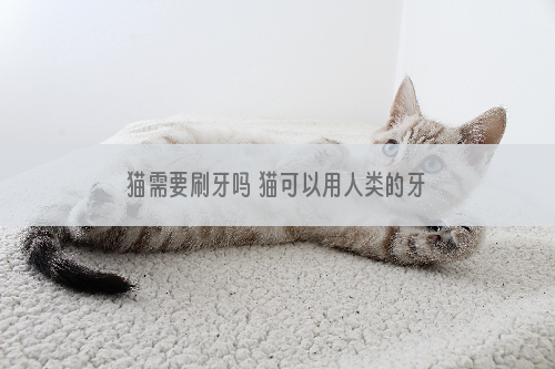 猫需要刷牙吗 猫可以用人类的牙膏刷牙吗