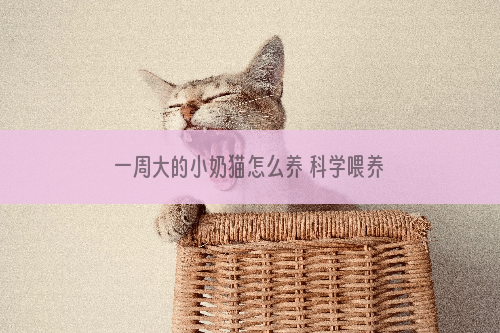 一周大的小奶猫怎么养 科学喂养纯干货