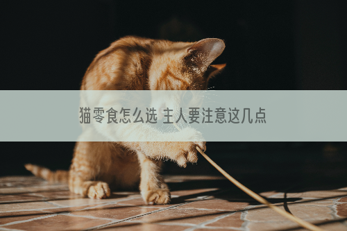 猫零食怎么选 主人要注意这几点