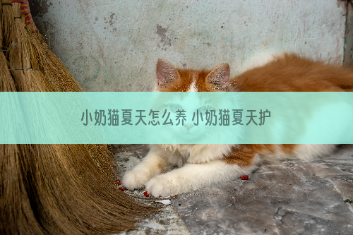 小奶猫夏天怎么养 小奶猫夏天护理攻略