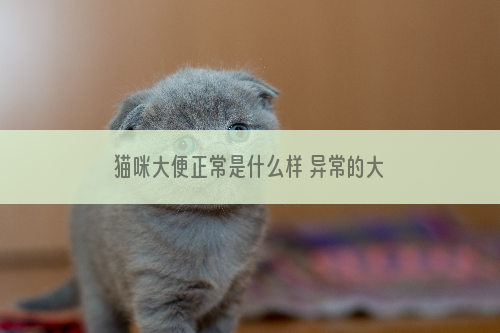 猫咪大便正常是什么样 异常的大便说明猫咪身体有问题了