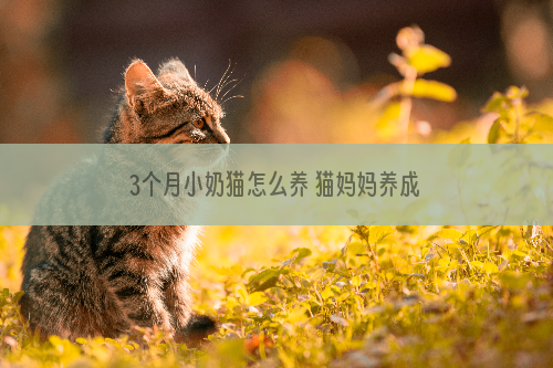 3个月小奶猫怎么养 猫妈妈养成手册