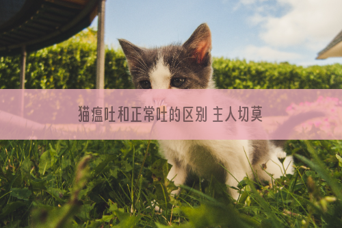 猫瘟吐和正常吐的区别 主人切莫粗心大意