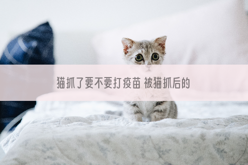 猫抓了要不要打疫苗 被猫抓后的紧急处理措施