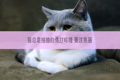 猫总是抽抽的像打喷嚏 要注意猫咪的身体健康