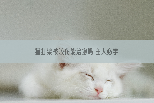 猫打架被咬伤能治愈吗 主人必学小妙招