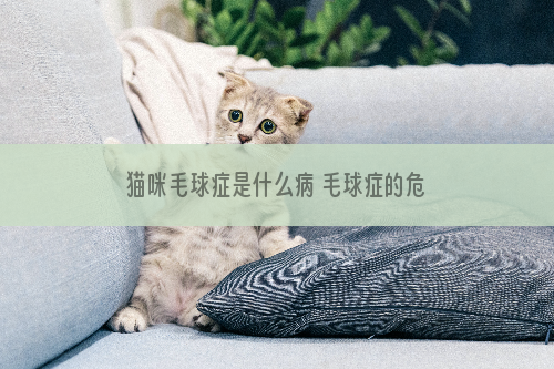 猫咪毛球症是什么病 毛球症的危害你知道吗